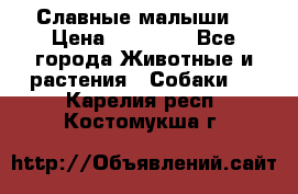 Славные малыши! › Цена ­ 10 000 - Все города Животные и растения » Собаки   . Карелия респ.,Костомукша г.